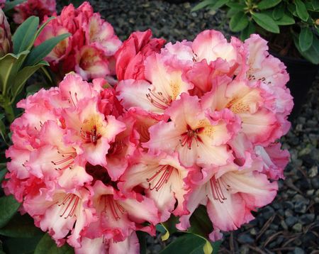 (Nancy Evans x Pink Petticoats)